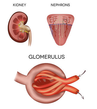 Nierenkörper und Glomerulus